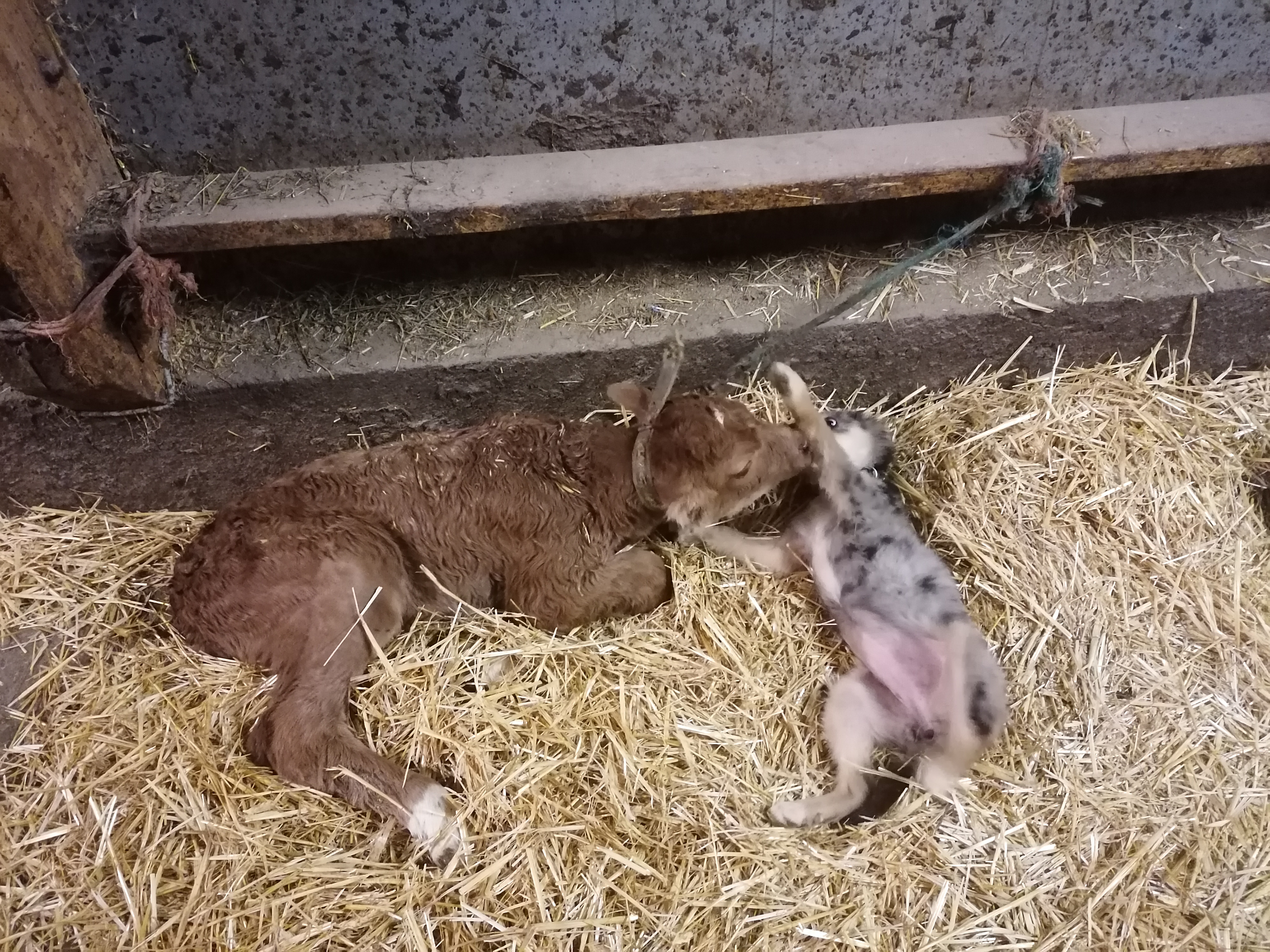 Troupeau GAEC Normand